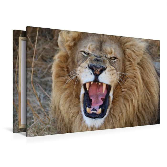 Premium Textil-Leinwand Premium Textil-Leinwand 120 cm x 80 cm quer Ein Motiv aus dem Kalender LION KING SELFIES Löwen hautnah