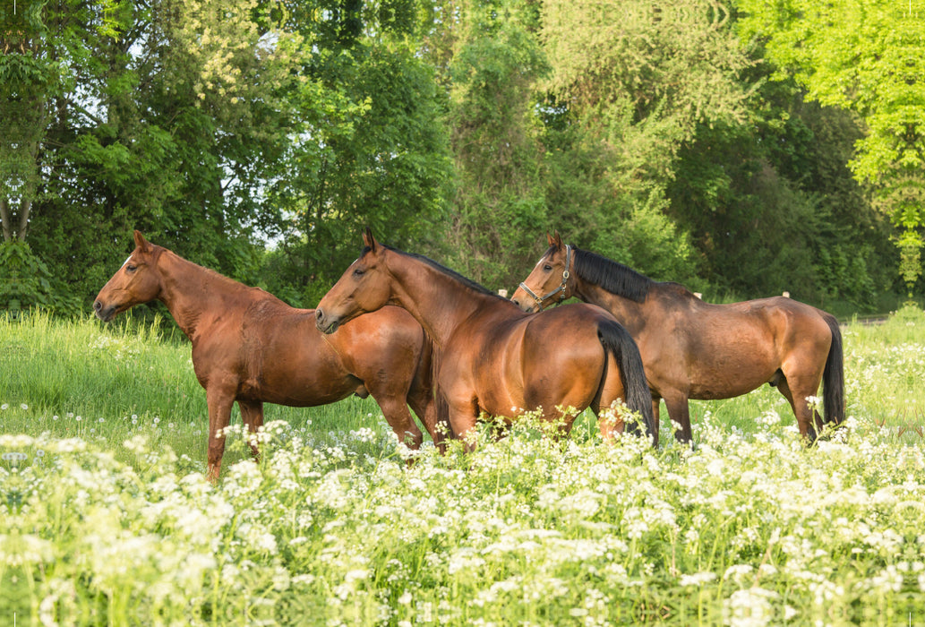 Premium textile canvas Premium textile canvas 120 cm x 80 cm landscape A motif from the calendar Horses in the Green 