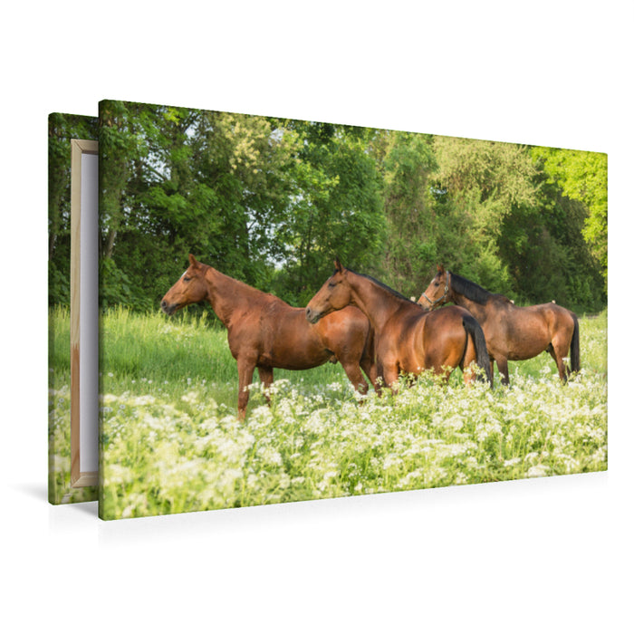 Premium textile canvas Premium textile canvas 120 cm x 80 cm landscape A motif from the calendar Horses in the Green 