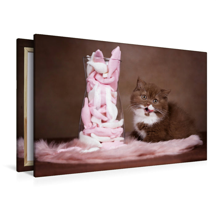 Premium textile canvas Premium textile canvas 120 cm x 80 cm across A motif from the Cats calendar - the calendar for every cat lover 