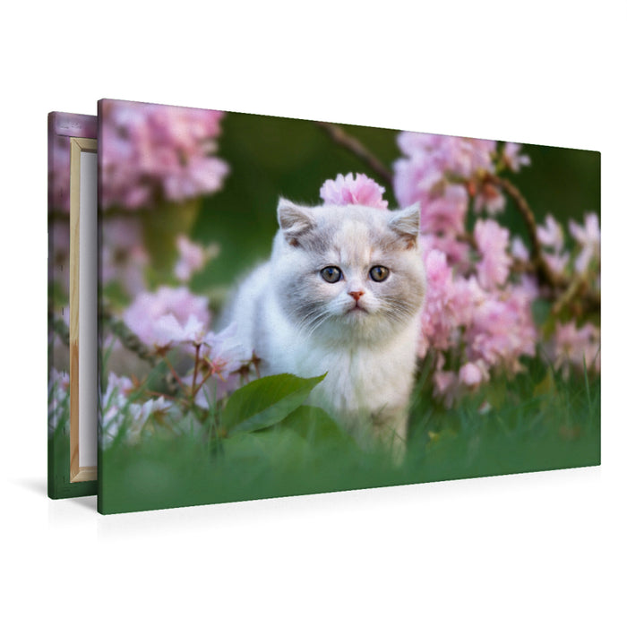 Premium textile canvas Premium textile canvas 120 cm x 80 cm landscape Cat child on flower meadow 