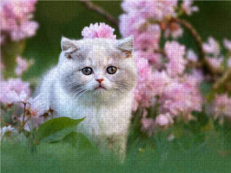 Katzenkind auf Blumenwiese - CALVENDO Foto-Puzzle - calvendoverlag 29.99