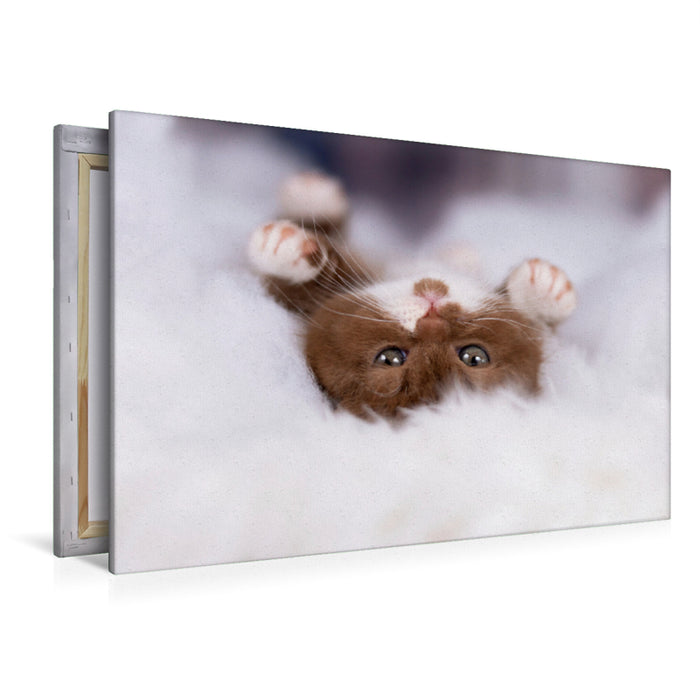 Premium textile canvas Premium textile canvas 120 cm x 80 cm landscape cuddly cat - cute kitten 