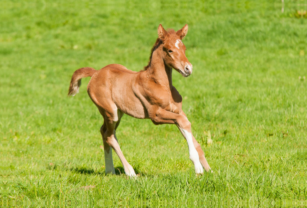 Premium textile canvas Premium textile canvas 120 cm x 80 cm landscape warmblood foal 