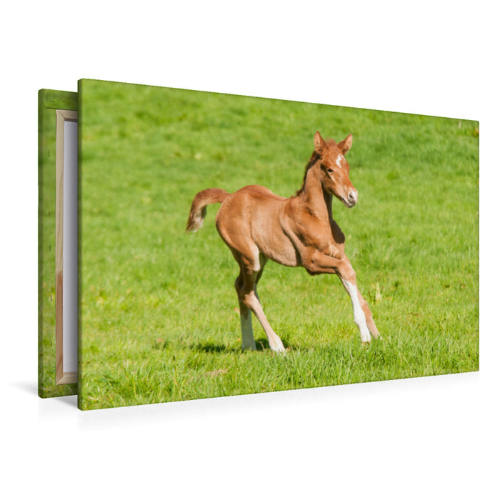 Premium textile canvas Premium textile canvas 120 cm x 80 cm landscape warmblood foal 