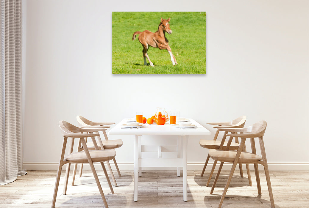 Premium textile canvas Premium textile canvas 120 cm x 80 cm landscape warmblood foal 