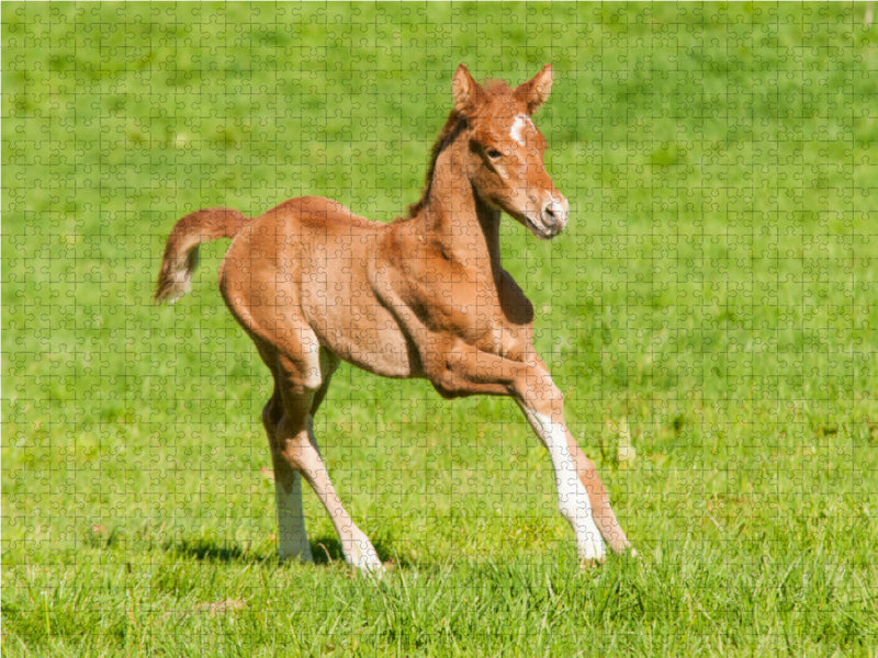 Warmblut Fohlen - CALVENDO Foto-Puzzle - calvendoverlag 29.99