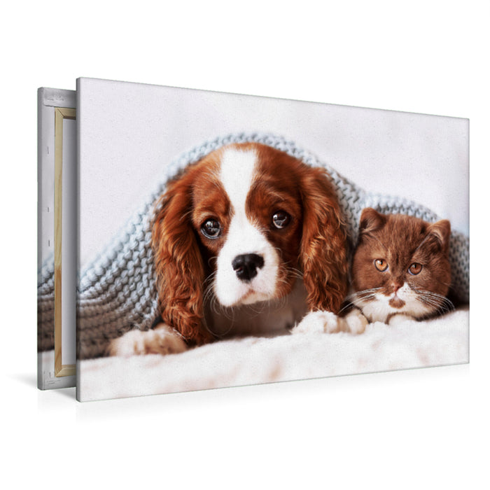 Premium textile canvas Premium textile canvas 120 cm x 80 cm landscape Best Friends - BKH kitten and Cavalier King Charles Spaniel puppy 