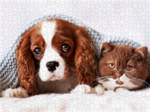 Best Friends - BKH Kitten und Cavalier King Charles Spaniel Welpe - CALVENDO Foto-Puzzle - calvendoverlag 29.99