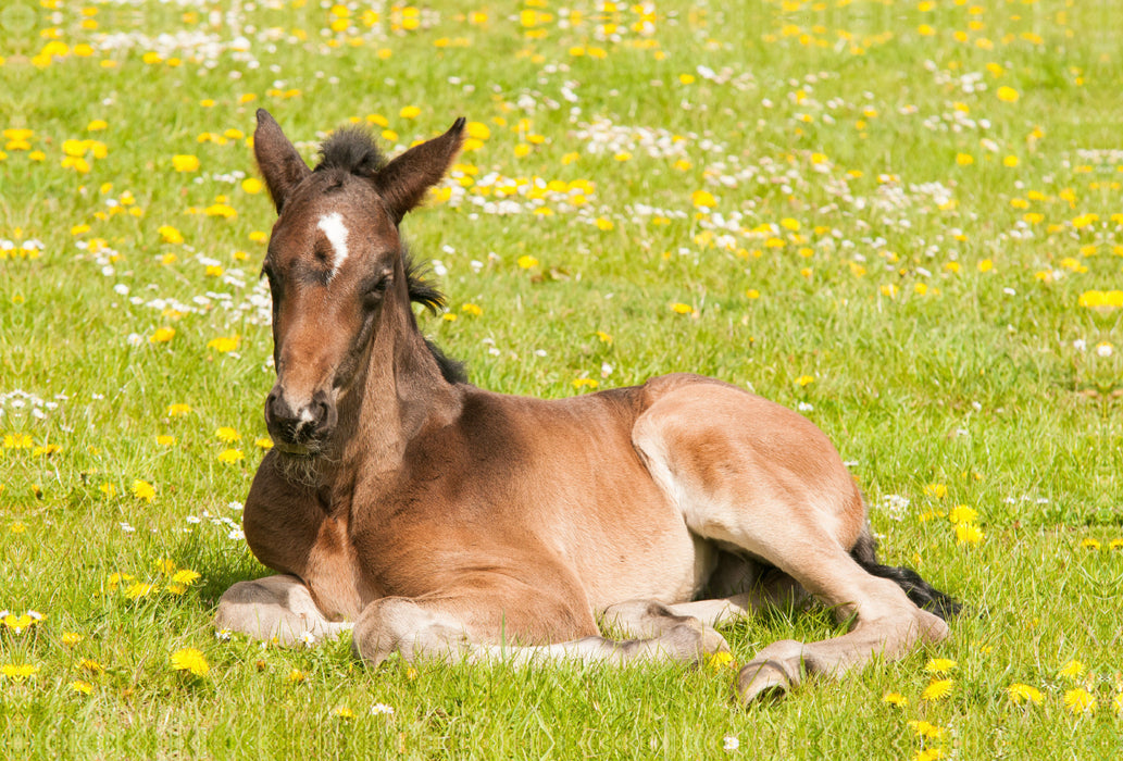 Premium textile canvas Premium textile canvas 120 cm x 80 cm landscape foal on the flower meadow 