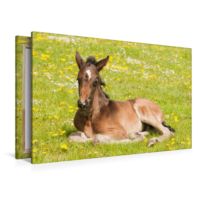 Premium textile canvas Premium textile canvas 120 cm x 80 cm landscape foal on the flower meadow 