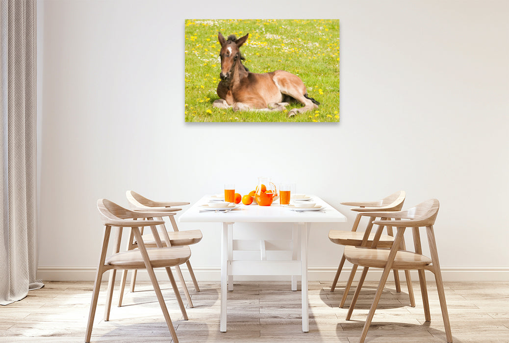 Premium textile canvas Premium textile canvas 120 cm x 80 cm landscape foal on the flower meadow 