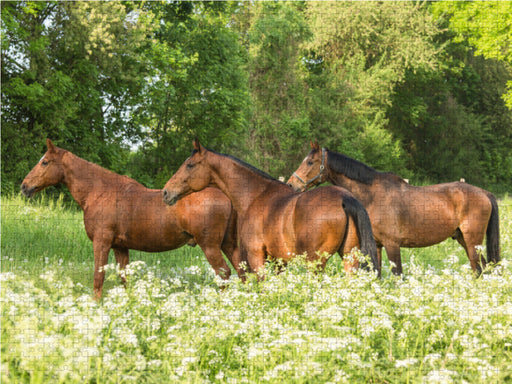 Pferde im Grünen - CALVENDO Foto-Puzzle - calvendoverlag 29.99