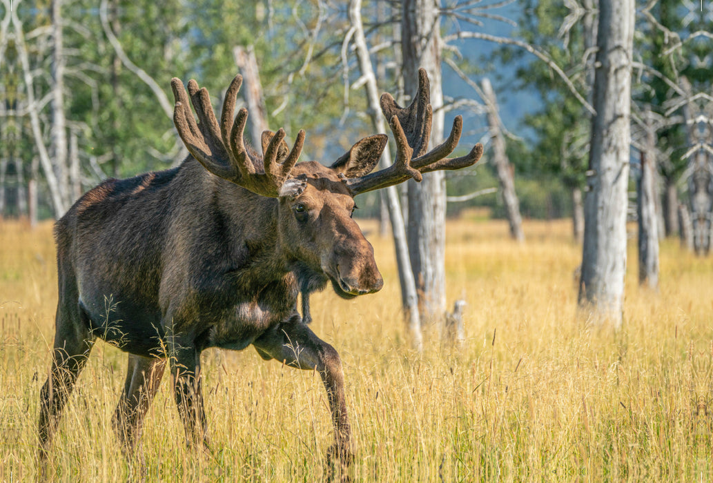 Premium textile canvas Premium textile canvas 120 cm x 80 cm landscape The star among Alaska's wild animals 