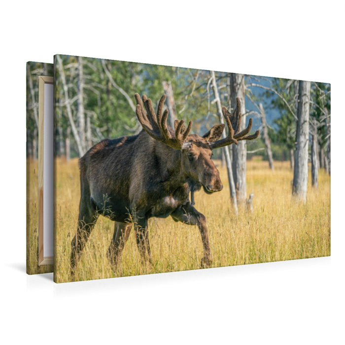 Premium textile canvas Premium textile canvas 120 cm x 80 cm landscape The star among Alaska's wild animals 