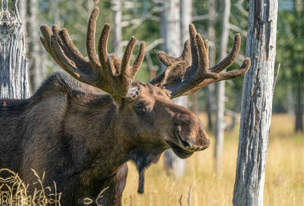 Premium textile canvas Premium textile canvas 120 cm x 80 cm landscape Alaska elk with state antlers 