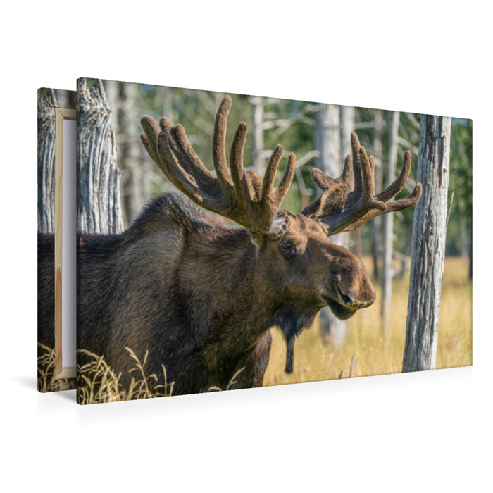 Premium textile canvas Premium textile canvas 120 cm x 80 cm landscape Alaska elk with state antlers 