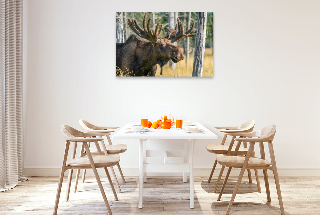 Premium textile canvas Premium textile canvas 120 cm x 80 cm landscape Alaska elk with state antlers 