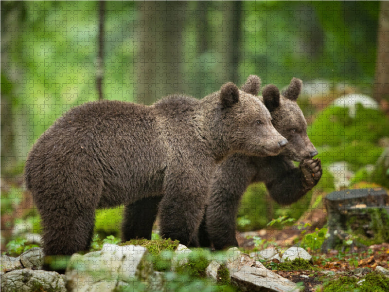 Braunbären in Slowenien - CALVENDO Foto-Puzzle - calvendoverlag 29.99