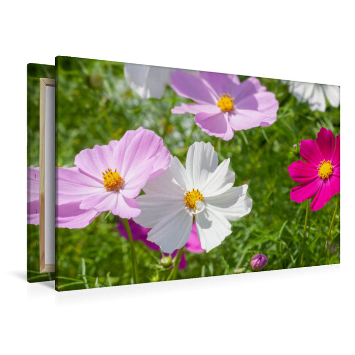 Premium textile canvas Premium textile canvas 120 cm x 80 cm landscape Cosmos bipinnatus 