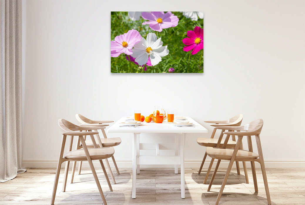 Premium textile canvas Premium textile canvas 120 cm x 80 cm landscape Cosmos bipinnatus 