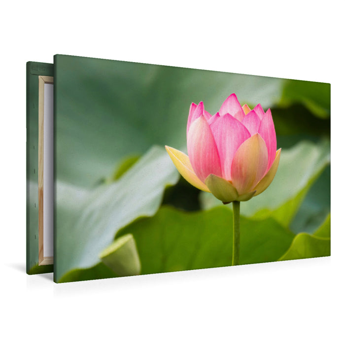 Premium textile canvas Premium textile canvas 120 cm x 80 cm landscape lotus flower 