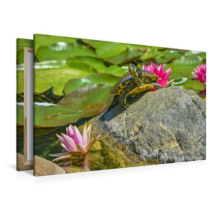 Premium textile canvas Premium textile canvas 120 cm x 80 cm landscape turtle with water lilies 