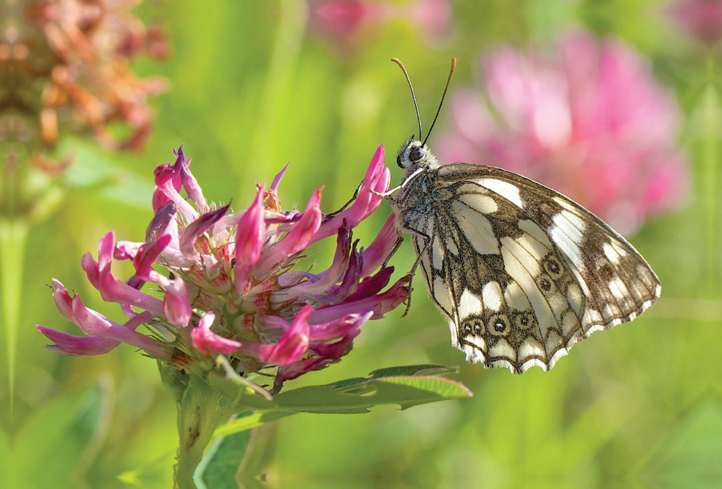 Premium textile canvas Premium textile canvas 120 cm x 80 cm landscape checkerboard butterfly 