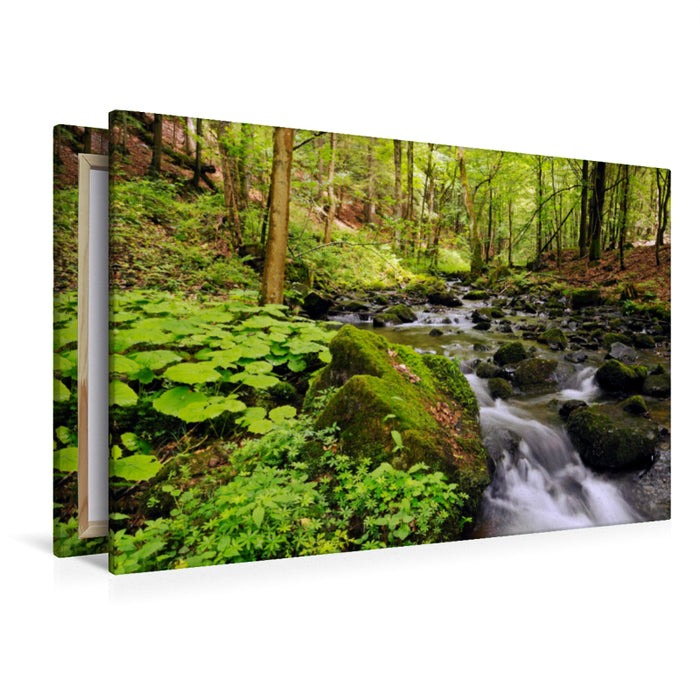 Premium Textil-Leinwand Premium Textil-Leinwand 120 cm x 80 cm quer Urwald im Vessertal, Biosphärenreservat Vessertal-Thüringer Wald