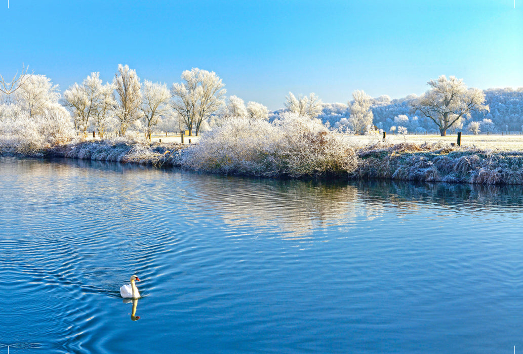 Premium textile canvas Premium textile canvas 120 cm x 80 cm landscape Swan on the Saale, Lower Saale Valley Nature Park 