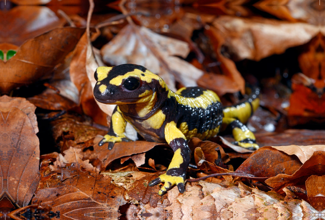 Premium textile canvas Premium textile canvas 120 cm x 80 cm landscape fire salamander 