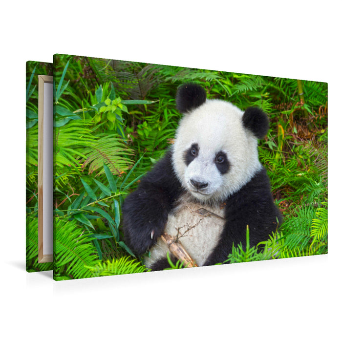 Premium Textil-Leinwand Premium Textil-Leinwand 120 cm x 80 cm quer Ein Motiv aus dem Kalender Der Große Panda Ein kuscheliger Geselle