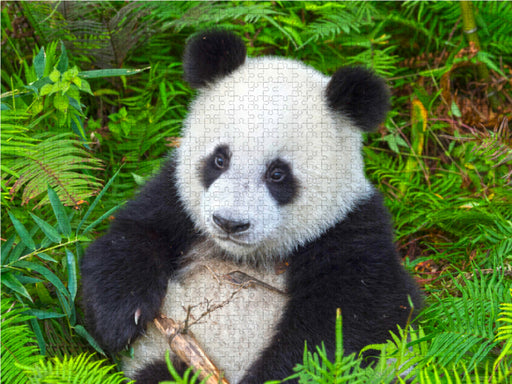 Der Große Panda Ein kuscheliger Geselle - CALVENDO Foto-Puzzle - calvendoverlag 29.99