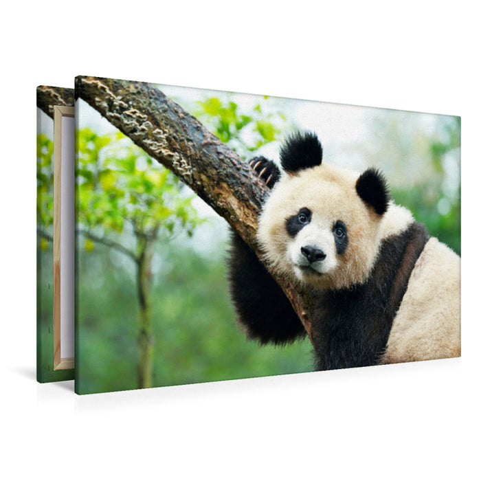 Premium Textil-Leinwand Premium Textil-Leinwand 120 cm x 80 cm quer Ein Motiv aus dem Kalender Der Große Panda Ein kuscheliger Geselle