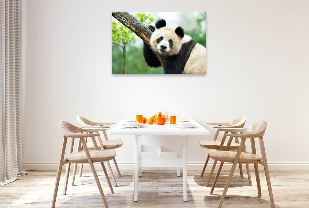 Premium Textil-Leinwand Premium Textil-Leinwand 120 cm x 80 cm quer Ein Motiv aus dem Kalender Der Große Panda Ein kuscheliger Geselle