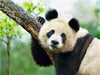 Der Große Panda Ein kuscheliger Geselle - CALVENDO Foto-Puzzle - calvendoverlag 29.99