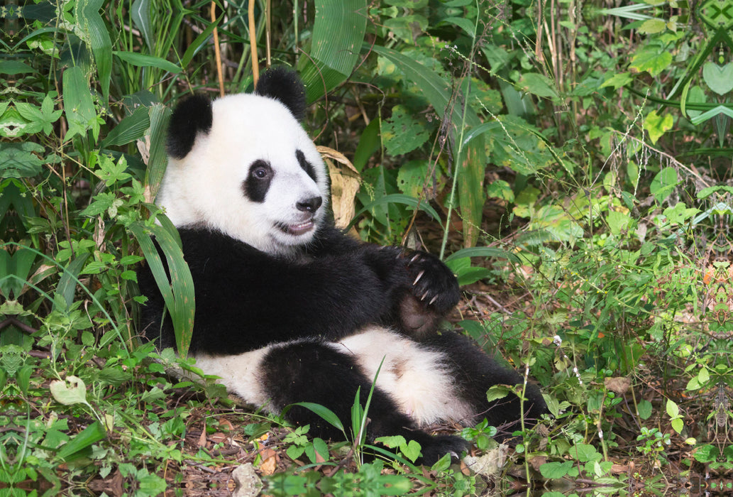 Premium textile canvas Premium textile canvas 120 cm x 80 cm landscape A motif from the calendar The Giant Panda A cuddly companion 