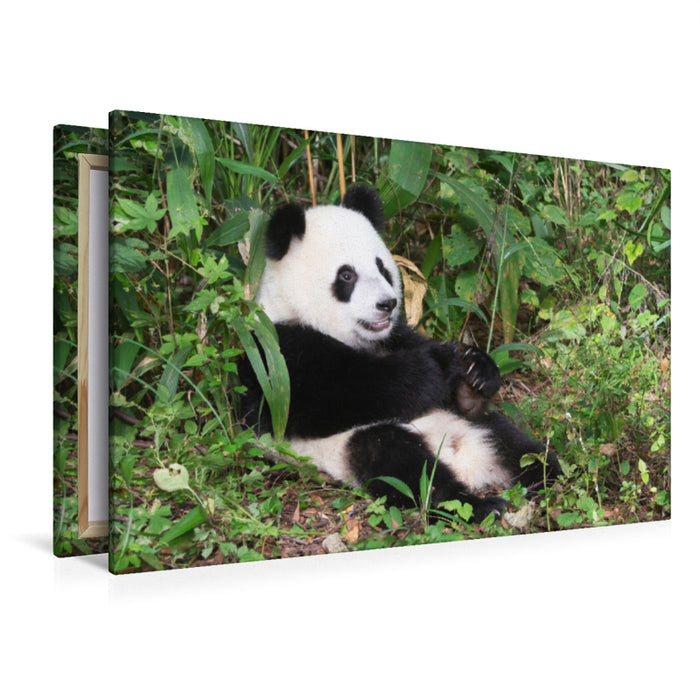 Premium Textil-Leinwand Premium Textil-Leinwand 120 cm x 80 cm quer Ein Motiv aus dem Kalender Der Große Panda Ein kuscheliger Geselle