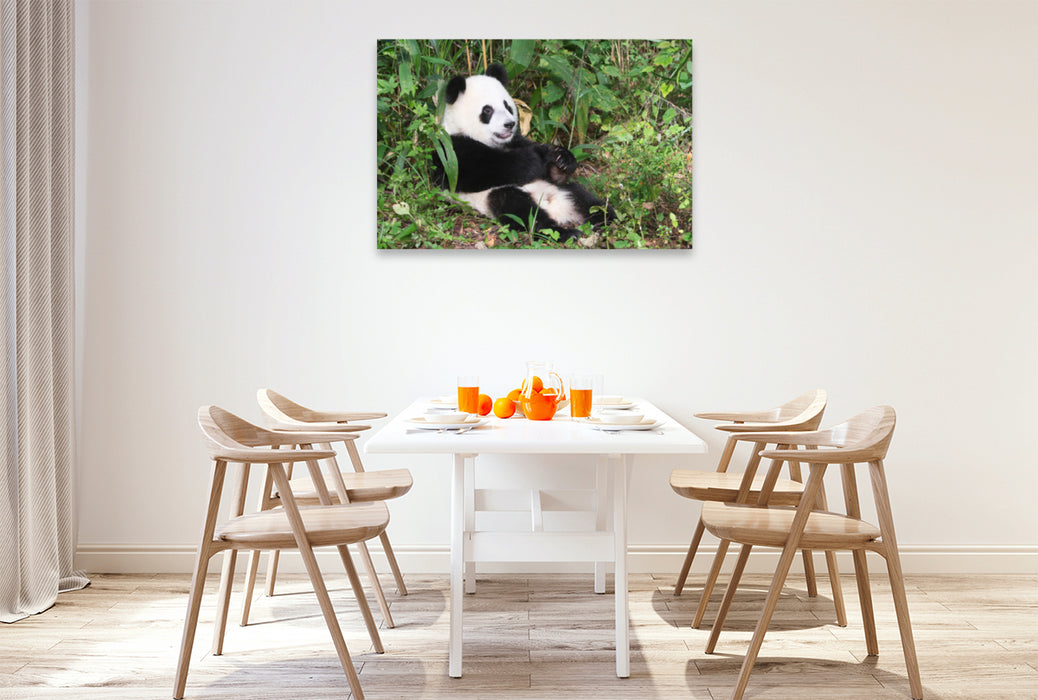 Premium Textil-Leinwand Premium Textil-Leinwand 120 cm x 80 cm quer Ein Motiv aus dem Kalender Der Große Panda Ein kuscheliger Geselle