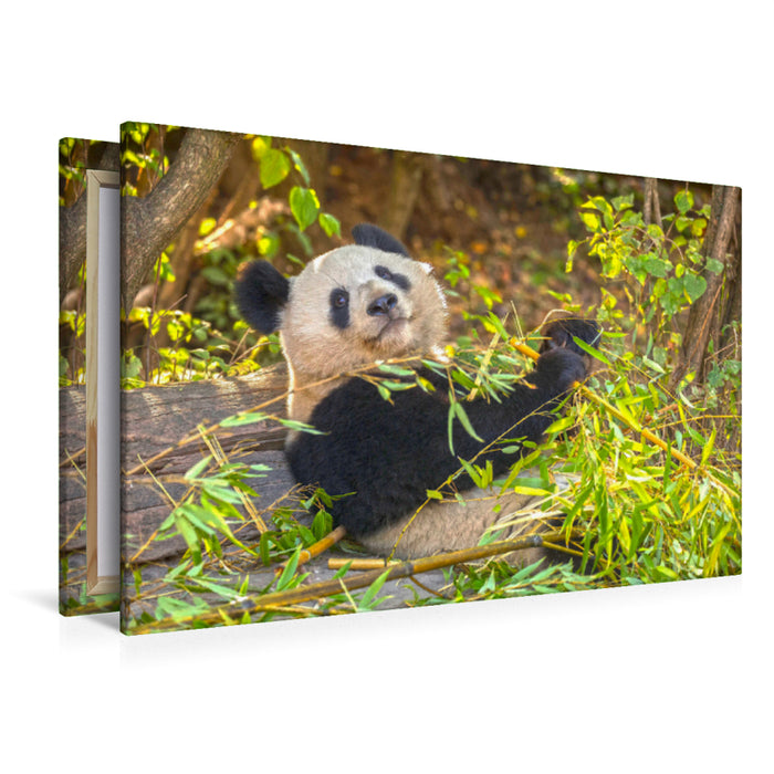 Premium Textil-Leinwand Premium Textil-Leinwand 120 cm x 80 cm quer Ein Motiv aus dem Kalender Der Große Panda Ein kuscheliger Geselle