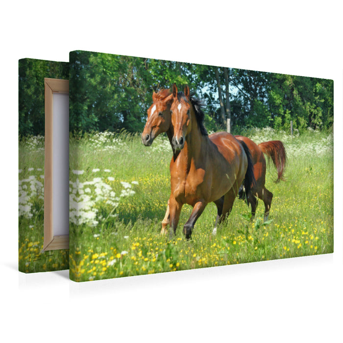 Premium Textil-Leinwand Premium Textil-Leinwand 45 cm x 30 cm quer Ein Motiv aus dem Kalender Pferde - Kameraden mit vier Hufen