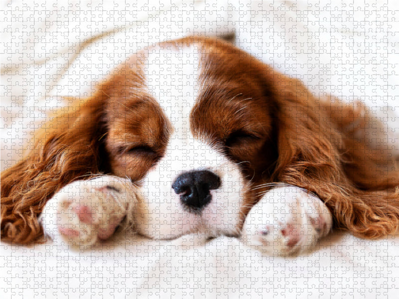 Der Welpenkalender - Cavalier King Charles Spaniel - CALVENDO Foto-Puzzle - calvendoverlag 29.99