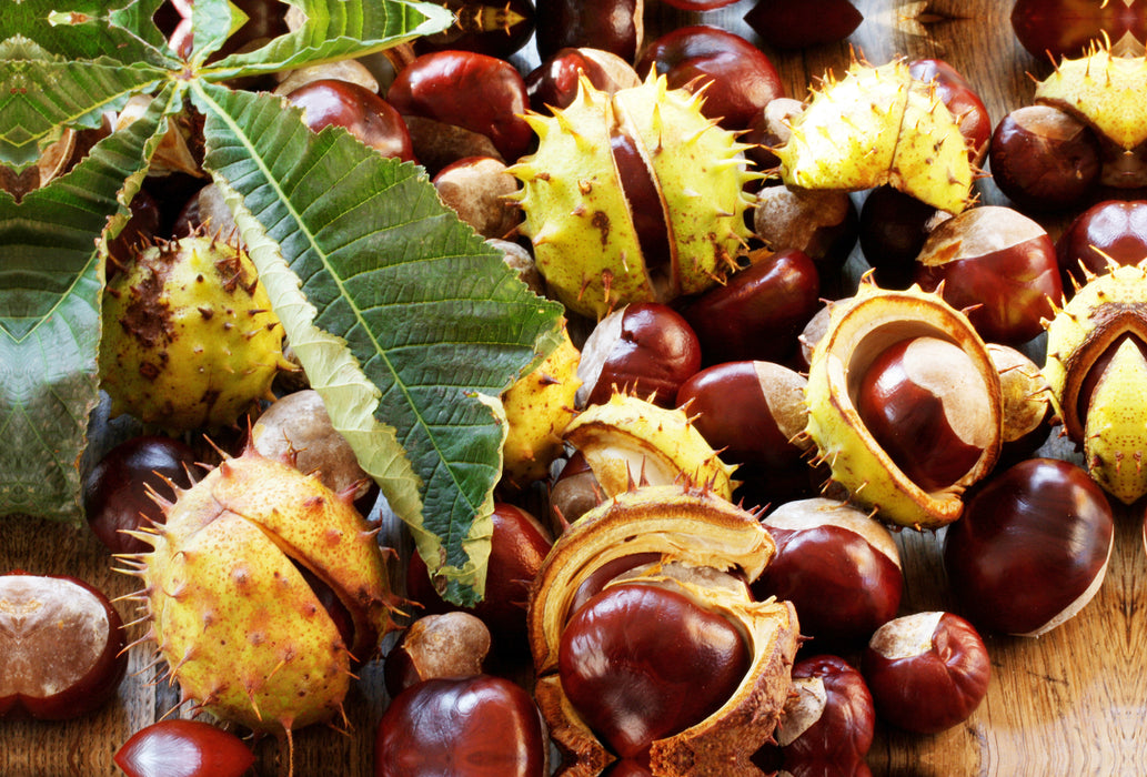 Premium textile canvas Premium textile canvas 120 cm x 80 cm across chestnuts with chestnut leaf 