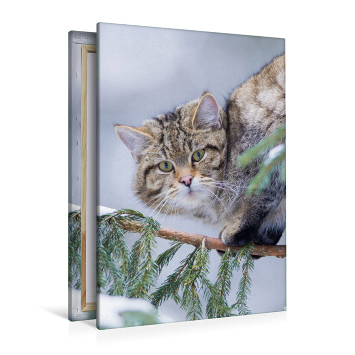 Premium Textil-Leinwand Premium Textil-Leinwand 80 cm x 120 cm  hoch Europäische Wildkatze im Winter