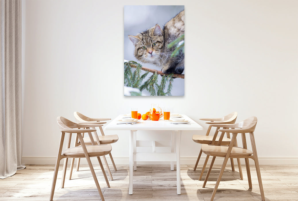 Premium Textil-Leinwand Premium Textil-Leinwand 80 cm x 120 cm  hoch Europäische Wildkatze im Winter