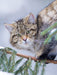 Europäische Wildkatze im Winter - CALVENDO Foto-Puzzle - calvendoverlag 29.99
