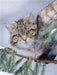 Europäische Wildkatze im Winter - CALVENDO Foto-Puzzle - calvendoverlag 29.99