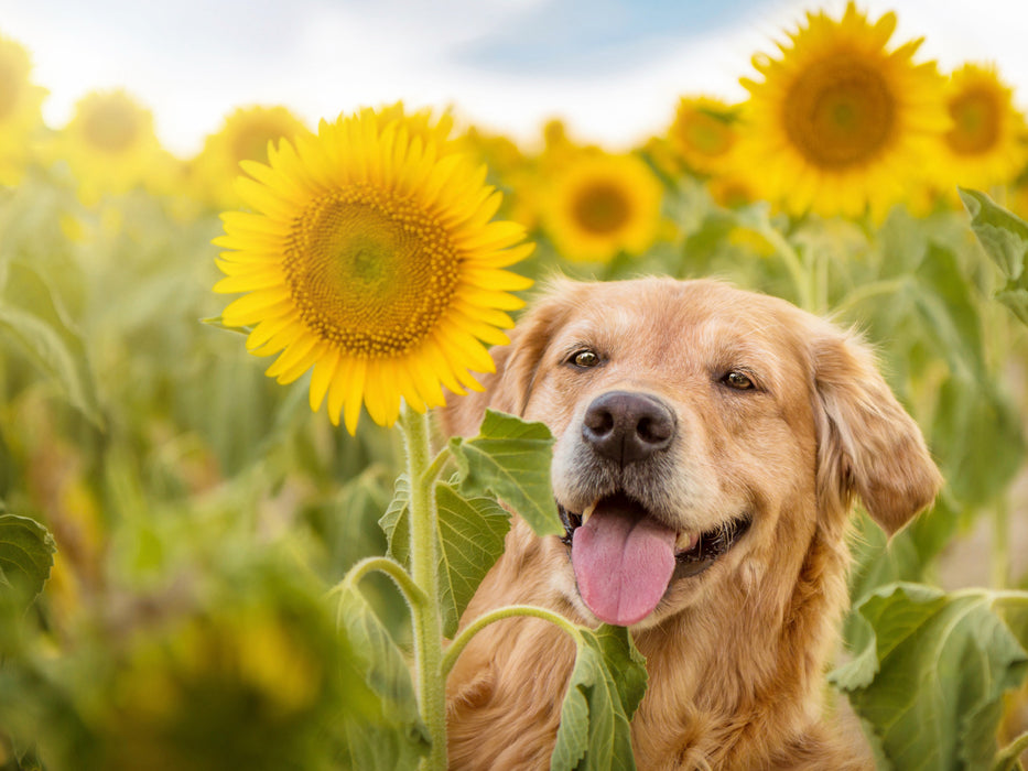 Golden Retriever im Sonnenblumenfeld - CALVENDO Foto-Puzzle - calvendoverlag 29.99