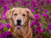 Golden Retriever im Blumenmeer - CALVENDO Foto-Puzzle - calvendoverlag 29.99