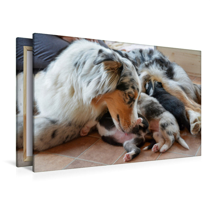 Premium Textil-Leinwand Premium Textil-Leinwand 120 cm x 80 cm quer Eine bildhübsche Hündin mit ihren bezaubernden Welpen der Rasse Australian Shepherd